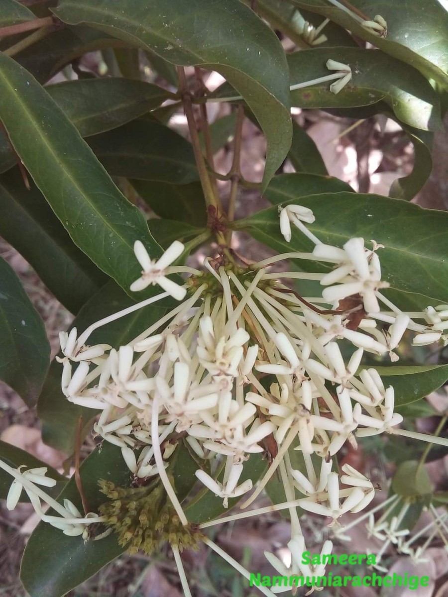 Ixora jucunda Thwaites